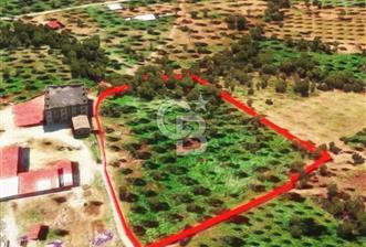 İzmir Torbalı Dağkızılca 9070 m2 Tek Tapu Tarla - 2 - 371725