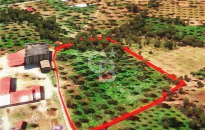 İzmir Torbalı Dağkızılca 9070 m2 Tek Tapu Tarla