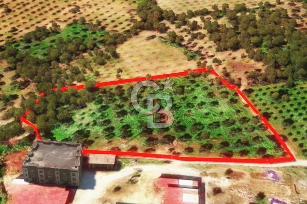 İzmir Torbalı Dağkızılca 9070 m2 Tek Tapu Tarla