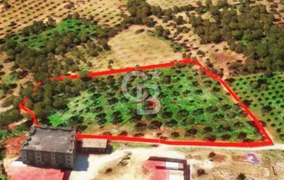 İzmir Torbalı Dağkızılca 9070 m2 Tek Tapu Tarla