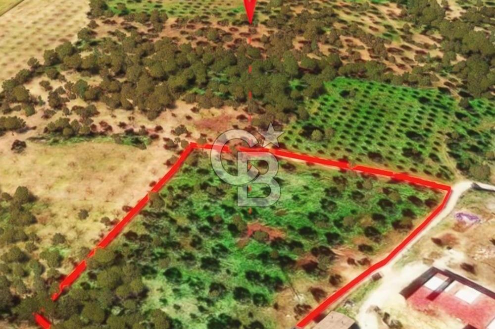 İzmir Torbalı Dağkızılca 9070 m2 Tek Tapu Tarla