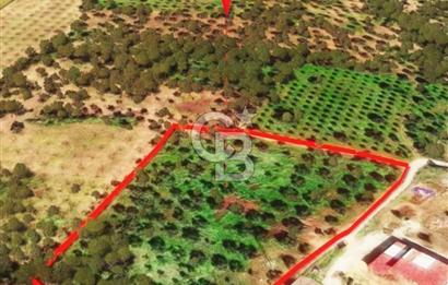 İzmir Torbalı Dağkızılca 9070 m2 Tek Tapu Tarla