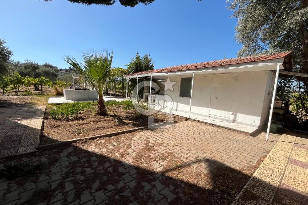 Buca Kaynaklar Merkez 2439 m2 Tek Tapu Resmi Evi Olan Satılık Zeytinli Bağ