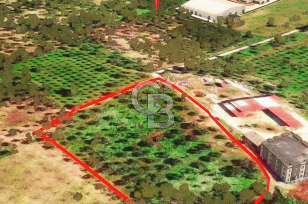 İzmir Torbalı Dağkızılca 9070 m2 Tek Tapu Tarla