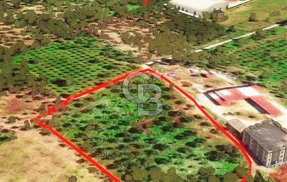 İzmir Torbalı Dağkızılca 9070 m2 Tek Tapu Tarla