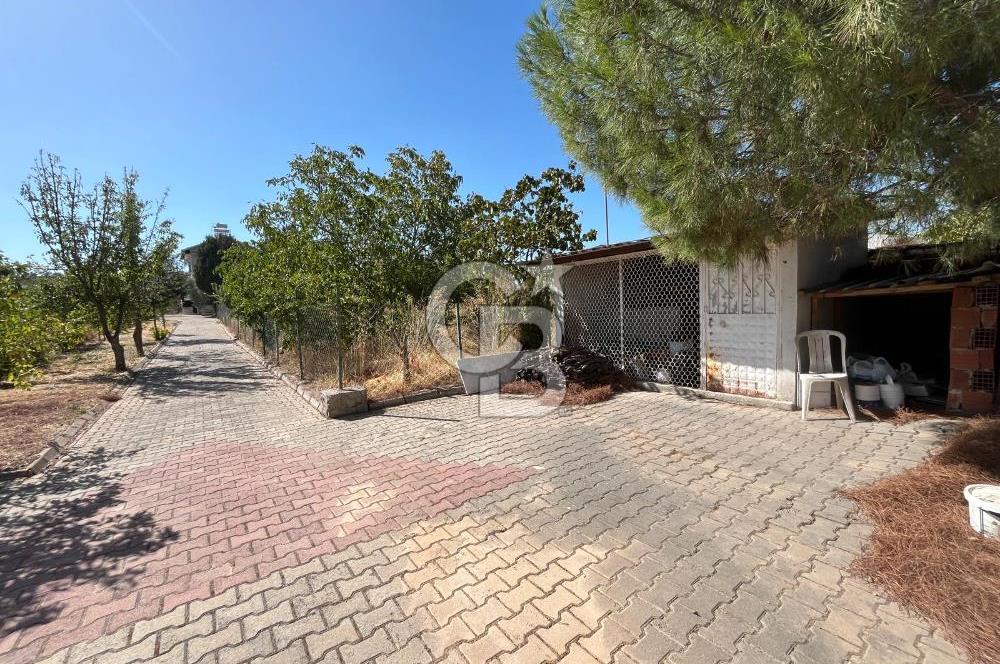 Buca Kaynaklar Merkez 2439 m2 Tek Tapu Resmi Evi Olan Satılık Zeytinli Bağ