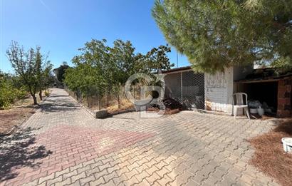 Buca Kaynaklar Merkez 2439 m2 Tek Tapu Resmi Evi Olan Satılık Zeytinli Bağ