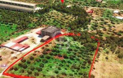 İzmir Torbalı Dağkızılca 9070 m2 Tek Tapu Tarla