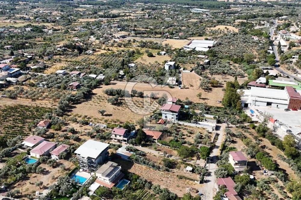 Buca Kaynaklar Merkez 2439 m2 Tek Tapu Resmi Evi Olan Satılık Zeytinli Bağ