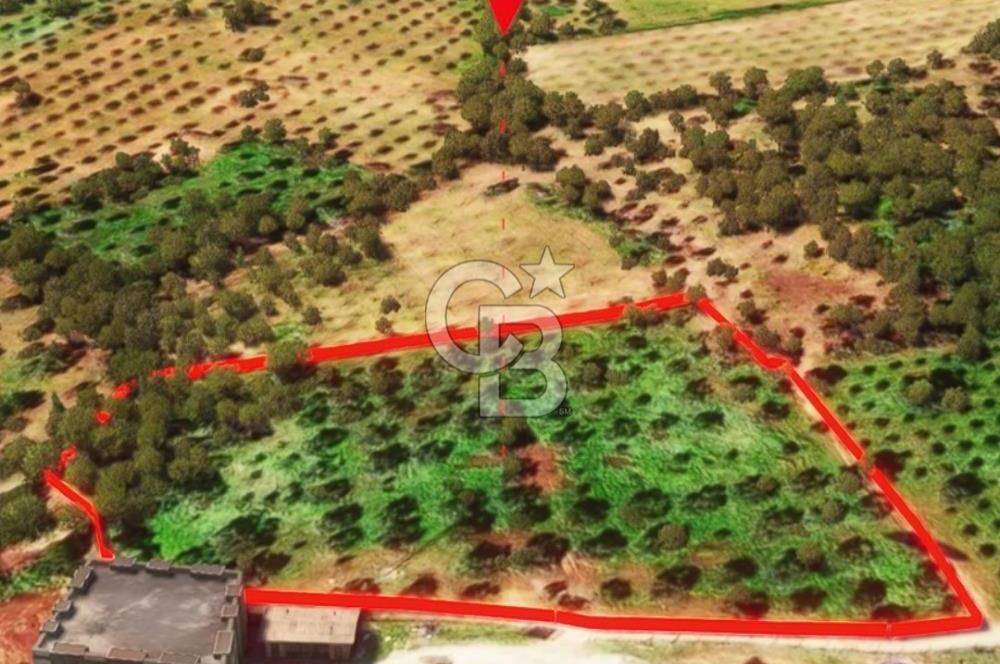 İzmir Torbalı Dağkızılca 9070 m2 Tek Tapu Tarla