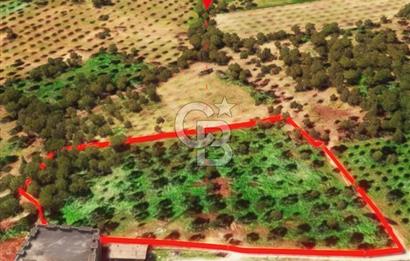 İzmir Torbalı Dağkızılca 9070 m2 Tek Tapu Tarla