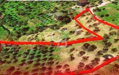 İzmir Torbalı Dağkızılca 7328 m2 Tek Tapu Satılık Tarla