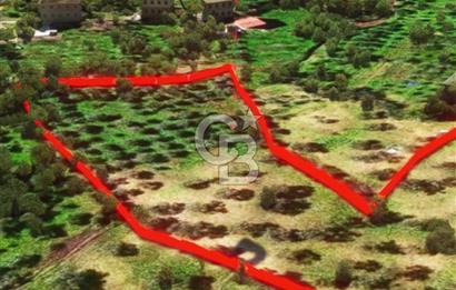 İzmir Torbalı Dağkızılca 7328 m2 Tek Tapu Satılık Tarla