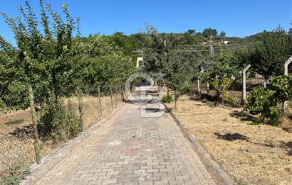 Buca Kaynaklar Merkez 2439 m2 Tek Tapu Resmi Evi Olan Satılık Zeytinli Bağ