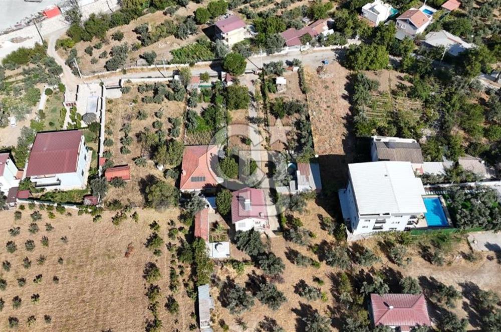 Buca Kaynaklar Merkez 2439 m2 Tek Tapu Resmi Evi Olan Satılık Zeytinli Bağ