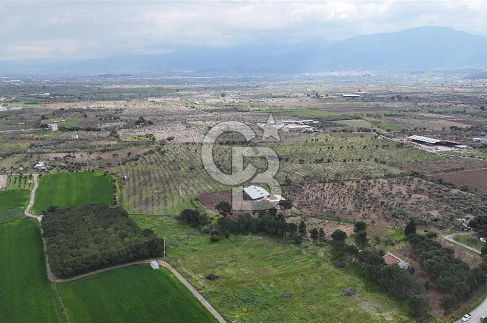 Kemalpaşa Yukarıkızılcada Zeytin & Kiraz Bahçesi Müstakil Tapu