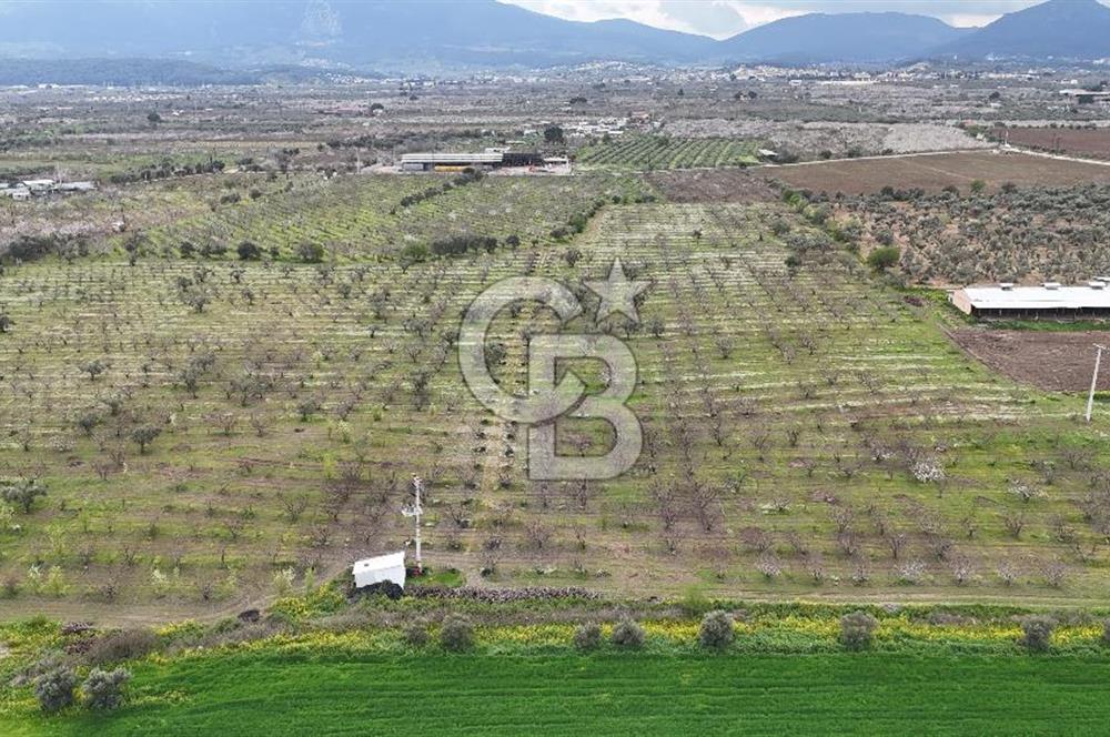 Kemalpaşa Yukarıkızılcada Zeytin & Kiraz Bahçesi Müstakil Tapu