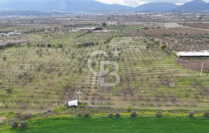 Kemalpaşa Yukarıkızılcada Zeytin & Kiraz Bahçesi Müstakil Tapu