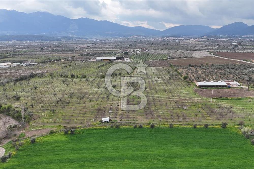 Kemalpaşa Yukarıkızılcada Zeytin & Kiraz Bahçesi Müstakil Tapu