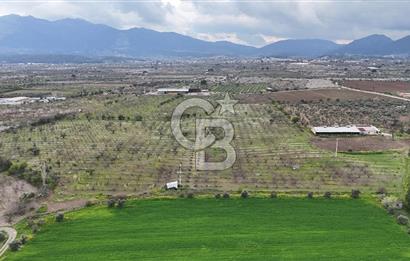 Kemalpaşa Yukarıkızılcada Zeytin & Kiraz Bahçesi Müstakil Tapu