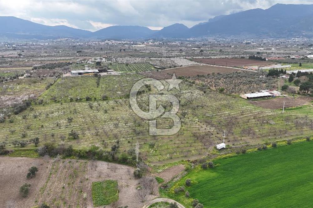 Kemalpaşa Yukarıkızılcada Zeytin & Kiraz Bahçesi Müstakil Tapu