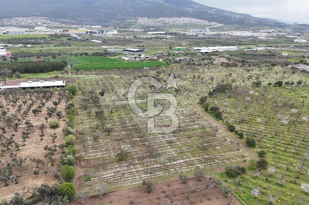 Kemalpaşa Yukarıkızılcada Zeytin & Kiraz Bahçesi Müstakil Tapu