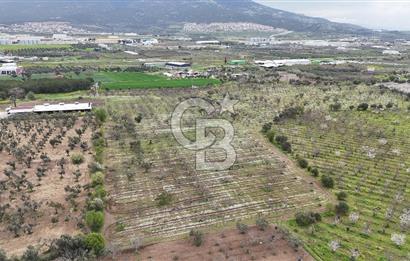 Kemalpaşa Yukarıkızılcada Zeytin & Kiraz Bahçesi Müstakil Tapu