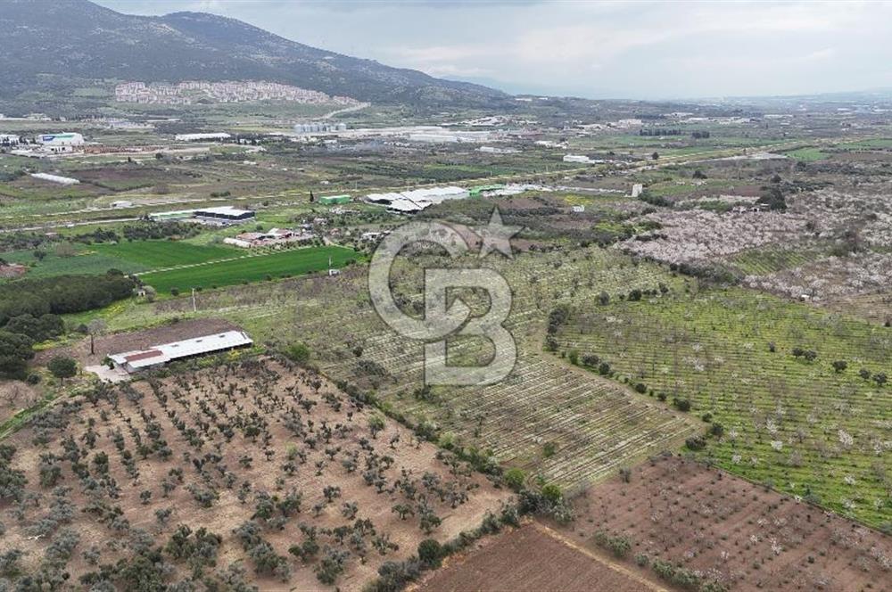 Kemalpaşa Yukarıkızılcada Zeytin & Kiraz Bahçesi Müstakil Tapu