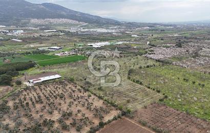 Kemalpaşa Yukarıkızılcada Zeytin & Kiraz Bahçesi Müstakil Tapu