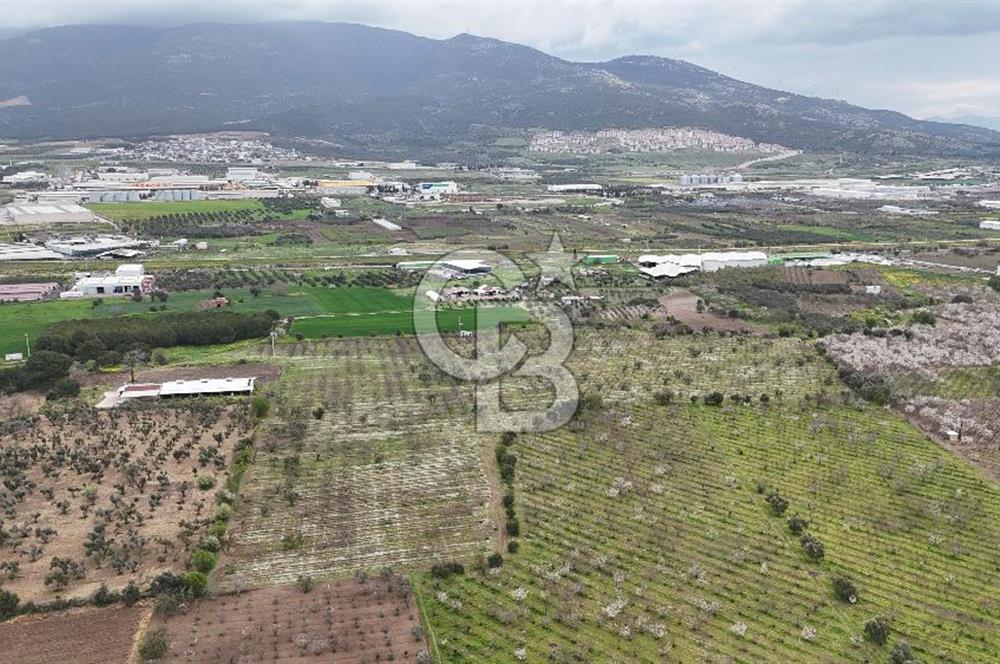 Kemalpaşa Yukarıkızılcada Zeytin & Kiraz Bahçesi Müstakil Tapu