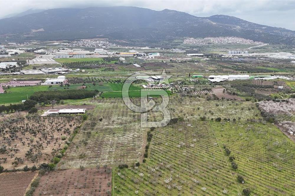 Kemalpaşa Yukarıkızılcada Zeytin & Kiraz Bahçesi Müstakil Tapu