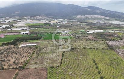 Kemalpaşa Yukarıkızılcada Zeytin & Kiraz Bahçesi Müstakil Tapu