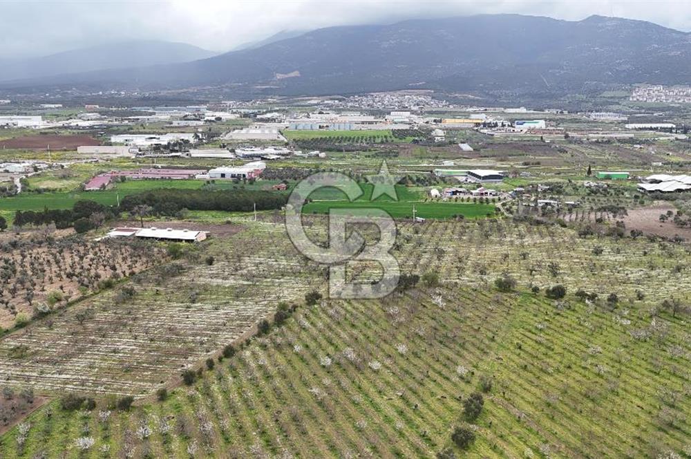 Kemalpaşa Yukarıkızılcada Zeytin & Kiraz Bahçesi Müstakil Tapu