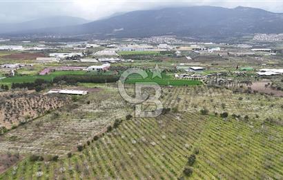 Kemalpaşa Yukarıkızılcada Zeytin & Kiraz Bahçesi Müstakil Tapu