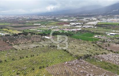 Kemalpaşa Yukarıkızılcada Zeytin & Kiraz Bahçesi Müstakil Tapu