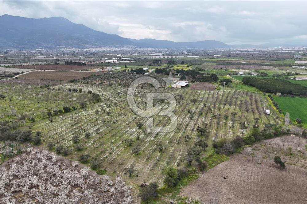 Kemalpaşa Yukarıkızılcada Zeytin & Kiraz Bahçesi Müstakil Tapu