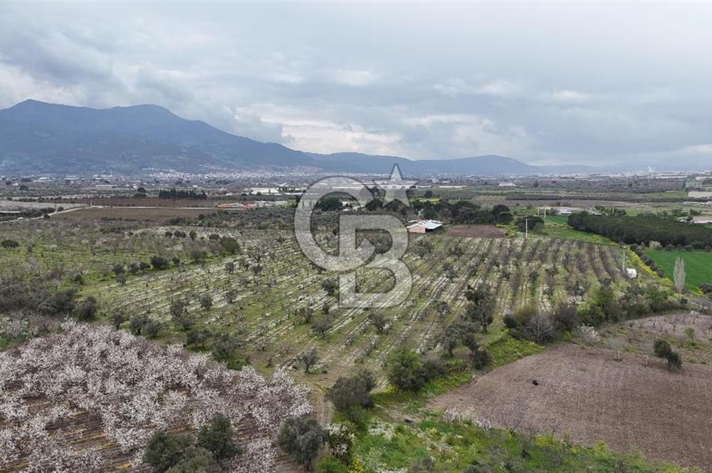 Kemalpaşa Yukarıkızılcada Zeytin & Kiraz Bahçesi Müstakil Tapu