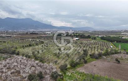 Kemalpaşa Yukarıkızılcada Zeytin & Kiraz Bahçesi Müstakil Tapu