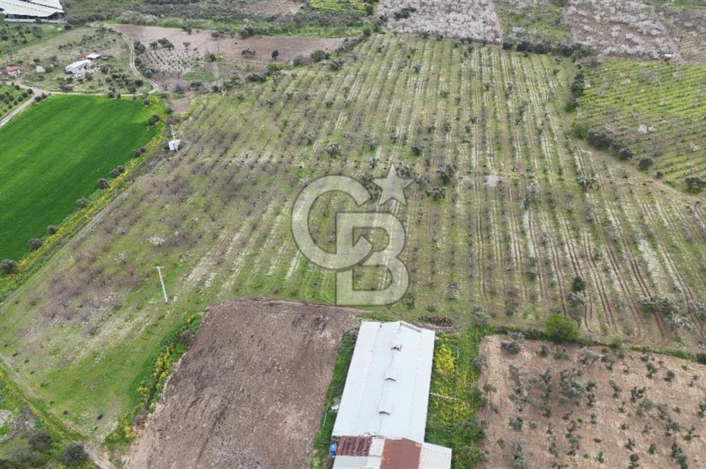 Kemalpaşa Yukarıkızılcada Zeytin & Kiraz Bahçesi Müstakil Tapu