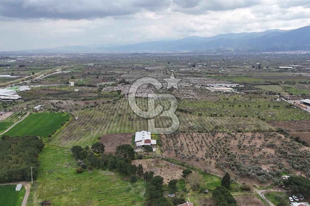 Kemalpaşa Yukarıkızılcada Zeytin & Kiraz Bahçesi Müstakil Tapu