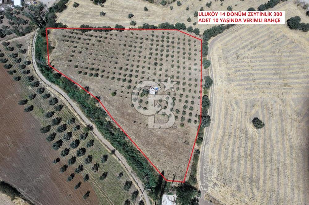 EZİNE ULUKÖYDE BOZCAADA MANZARALI 14 DÖNÜM RESMİ YOLU OLAN SATILIK ZEYTİN BAHÇESİ 