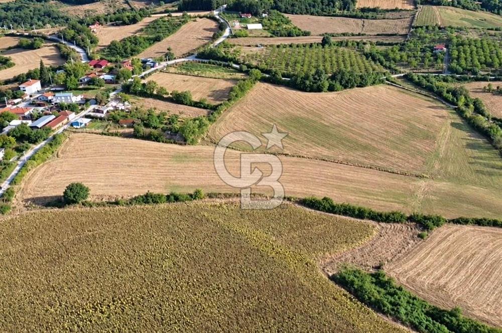 YALOVA ALTINOVADA YERLEŞİME KOMŞU 52 DÖNÜM SATILIK TARLA