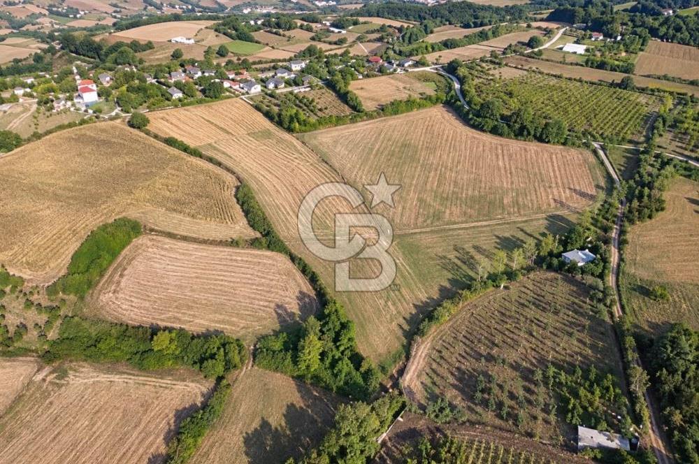 YALOVA ALTINOVADA YERLEŞİME KOMŞU 52 DÖNÜM SATILIK TARLA