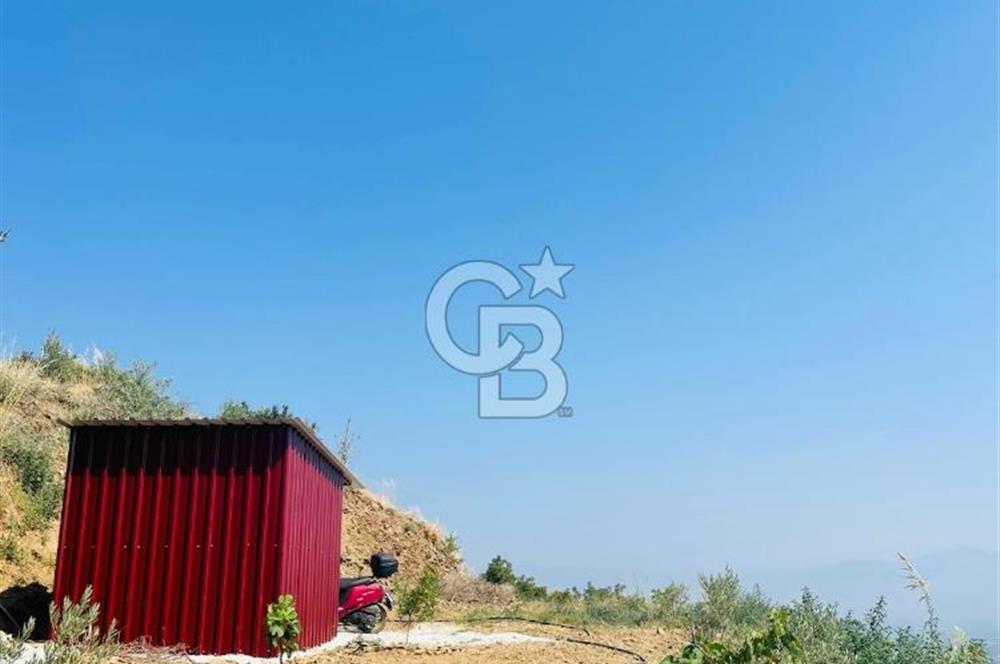 İzmir Ödemiş Merkeze Yakın Depolu Muhteşem Satılık Zeytinlik
