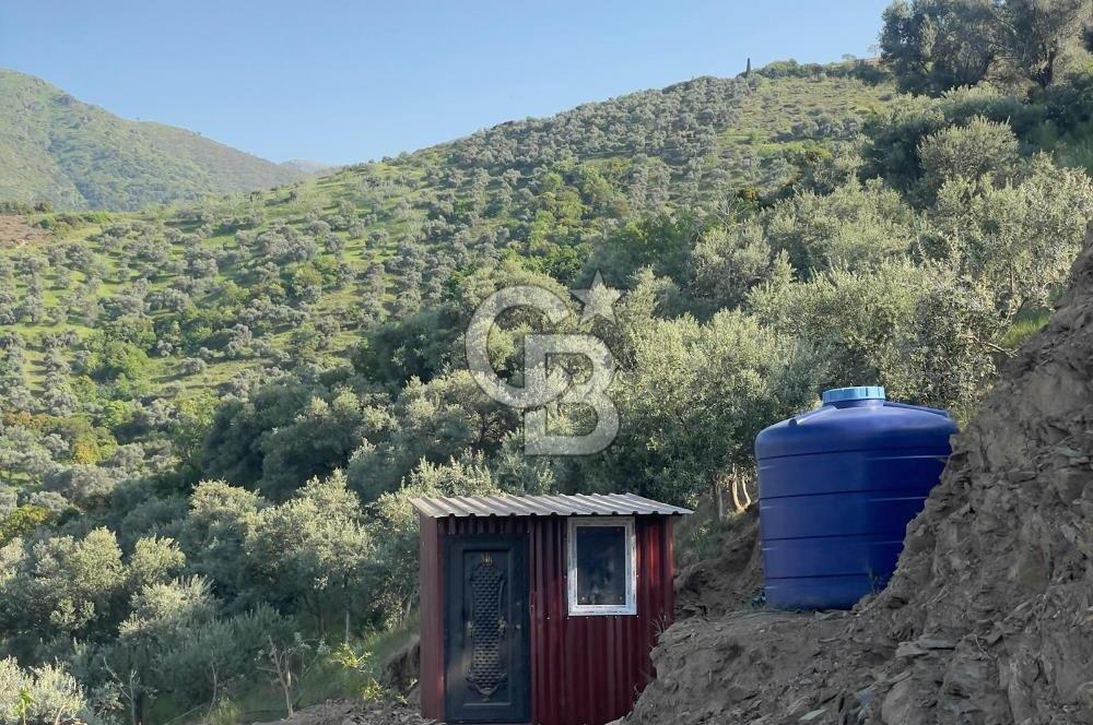 İzmir Ödemiş Merkeze Yakın Depolu Muhteşem Satılık Zeytinlik