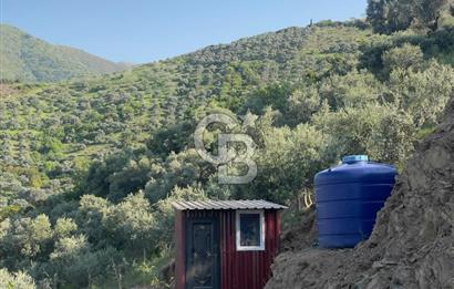 İzmir Ödemiş Merkeze Yakın Depolu Muhteşem Satılık Zeytinlik