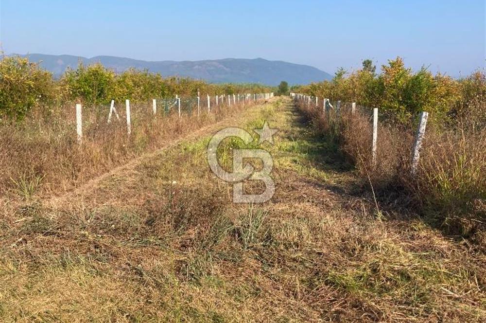 ORTACA TEPEARASI'NDA 300+300 M² ÇEVRİLİ 2 ADET KOOPERATİF HİSSESİ