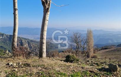 BİLECİK OSMANELİ AĞLAN KÖYÜNDE YOLA CEPHELİ 7.646 m² TEK TAPU