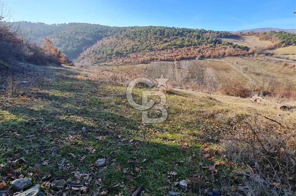 BİLECİK OSMANELİ AĞLAN KÖYÜNDE YOLA CEPHELİ 7.646 m² TEK TAPU