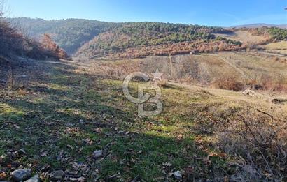 BİLECİK OSMANELİ AĞLAN KÖYÜNDE YOLA CEPHELİ 7.646 m² TEK TAPU